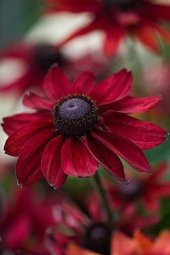 Tohum Dünyam 10 Adet Red Black Eyed Susan Tohumu - 2