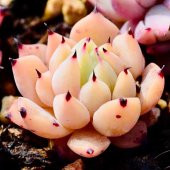 Tohum Dünyam 10 Adet Echeveria blood romeo Succulent Tohumu - 2