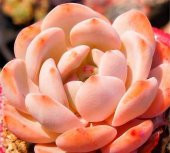 Tohum Dünyam 10 Adet Echeveria Orange Monroe Succulent Tohumu thumbnail 2