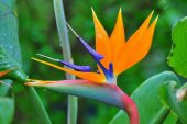 Tohum Dünyam 5 Adet Bird of Paradise,Strelitzia Reginae Tohumu - 2