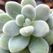 Tohum Dünyam 10 Adet Sedum Mocinianum Succulent Tohumu - 1