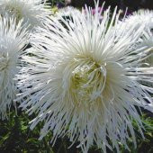 Tohum Dünyam 10 Adet Natural Needle Aster Isolda Heirloom Tohumu - 1
