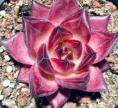 Tohum Dünyam 10 Adet Echeveria Rubin Succulent Tohumu - 2