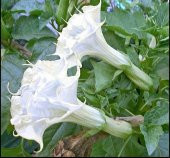 Tohum Dünyam 10 Adet White Ballerina Trumpet Tohumu - 1