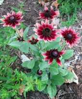 Tohum Dünyam 10 Adet Red Black Eyed Susan Tohumu - 3