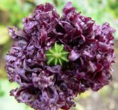 Tohum Dünyam 5 Adet Poppy Papaver somniferum Wildflower Tohumu - 3