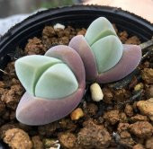 Tohum Dünyam 10 Adet Gibbaeum Species Mix Mesemb Succulent Tohumu - 2