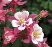 Tohum Dünyam 5 Adet Rose Star Columbine Tohumu - 1