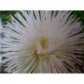 Tohum Dünyam 10 Adet Natural Needle Aster Isolda Heirloom Tohumu - 2