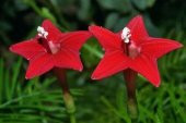 Tohum Dünyam 5 Adet Quamoclit Red Flower Climbing Tohumu - 3