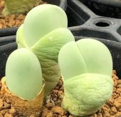 Tohum Dünyam 10 Adet Gibbaeum Species Mix Mesemb Succulent Tohumu - 3