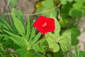 Tohum Dünyam 5 Adet Quamoclit Red Flower Climbing Tohumu - 4