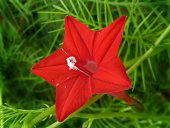 Tohum Dünyam 5 Adet Quamoclit Red Flower Climbing Tohumu - 5