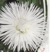 Tohum Dünyam 10 Adet Natural Needle Aster Isolda Heirloom Tohumu - 5