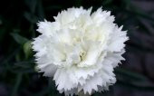 Tohum Dünyam 10 Adet Dianthus Garden Grenadines Tohumu thumbnail 2