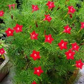 Tohum Dünyam 5 Adet Quamoclit Red Flower Climbing Tohumu - 6