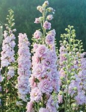 Tohum Dünyam 10 Adet Giant Blooms Delphinium Soft Pink Tohumu - 2