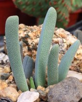 Tohum Dünyam 10 Adet Cheiridopsis Species Mix Succulent Tohumu - 2