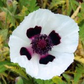 Tohum Dünyam 10 Adet Royal Wedding Poppy Tohumu thumbnail 3