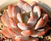 Tohum Dünyam 10 Adet Echeveria Orange Monroe Succulent Tohumu thumbnail 4