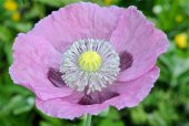 Tohum Dünyam 5 Adet Poppy Papaver somniferum Wildflower Tohumu - 1