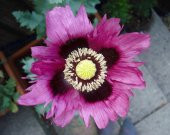 Tohum Dünyam 5 Adet Poppy Papaver somniferum Wildflower Tohumu - 2