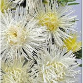 Tohum Dünyam 10 Adet Natural Needle Aster Isolda Heirloom Tohumu - 3