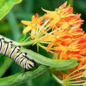 Tohum Dünyam 10 Adet Orange Butterly Milkweed Tohumu - 1