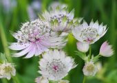Tohum Dünyam 5 Adet Astrantia Major Tohumu - 1