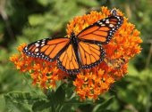 Tohum Dünyam 10 Adet Orange Butterly Milkweed Tohumu - 2