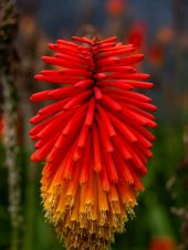 Tohum Dünyam 10 Adet Hot Poker Plant Tohumu thumbnail 1