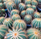 Tohum Dünyam 10 Adet Parodia Cactus Succulent Mix Tohumu - 1