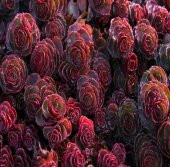 Tohum Dünyam 10 Adet Sedum Dragon’s Blood Succulent Tohumu - 1