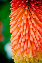 Tohum Dünyam 10 Adet Hot Poker Plant Tohumu thumbnail 3