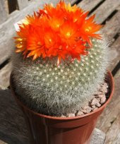 Tohum Dünyam 10 Adet Parodia Cactus Succulent Mix Tohumu - 2