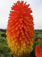 Tohum Dünyam 10 Adet Hot Poker Plant Tohumu thumbnail 4