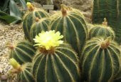 Tohum Dünyam 10 Adet Parodia Cactus Succulent Mix Tohumu - 3