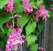 Tohum Dünyam 10 Adet Pink Coral Vine Tohumu - 1