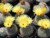 Tohum Dünyam 10 Adet Parodia Cactus Succulent Mix Tohumu - 4