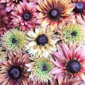 Tohum Dünyam 10 Adet Sahara Rubeckia Mix Tohumu - 1