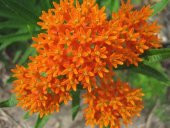 Tohum Dünyam 10 Adet Orange Butterly Milkweed Tohumu - 3