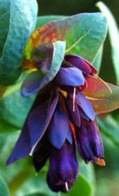 Tohum Dünyam 10 Adet Cerinthe Major, Pride of Gibraltar, Honeywort Tohumu - 4