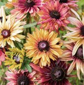 Tohum Dünyam 10 Adet Sahara Rubeckia Mix Tohumu - 2