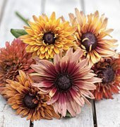 Tohum Dünyam 10 Adet Sahara Rubeckia Mix Tohumu - 3