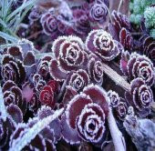 Tohum Dünyam 10 Adet Sedum Dragon’s Blood Succulent Tohumu - 2