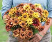 Tohum Dünyam 10 Adet Sahara Rubeckia Mix Tohumu - 4