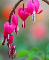 Tohum Dünyam 5 Adet Pink Bleeding Heart Tohumu - 1