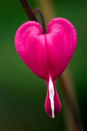 Tohum Dünyam 5 Adet Pink Bleeding Heart Tohumu - 2