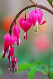 Tohum Dünyam 5 Adet Pink Bleeding Heart Tohumu - 3