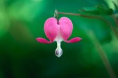Tohum Dünyam 5 Adet Pink Bleeding Heart Tohumu - 4